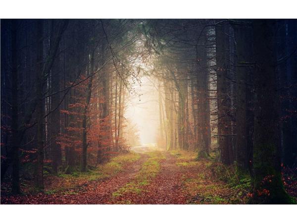 Iki Yani Treelik Yol 3D Wallpaper by MywallpaperShop