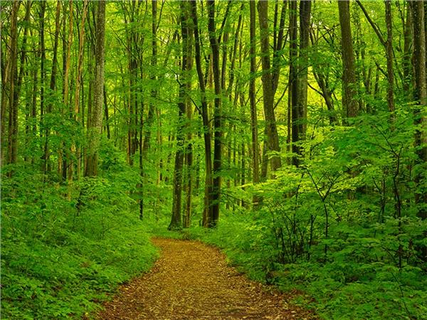 Green Forest Nature Scenery Wallpaper by MywallpaperShop