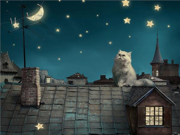 Damdaki Cat Kids Room Wallpaper by MywallpaperSho