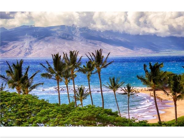 Sea Manzarasi and Palm Trees 3D Wallpaper by MywallpaperShop