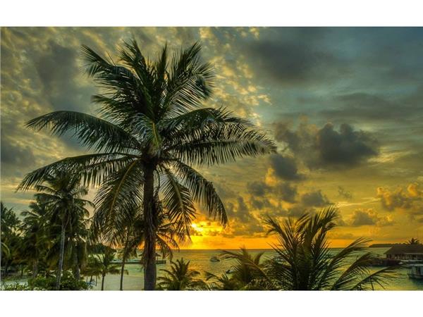 Sea and Palm Tree Scenery Wallpaper by MywallpaperShop