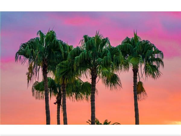 Palm Trees 3D Wallpaper by MywallpaperShop