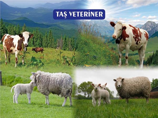 Veteriner Wallpaper by MywallpaperShop