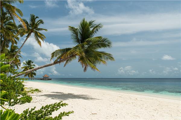 White Beach Palm Tree Treelari Sea Scenery Wallpaper by MywallpaperShop