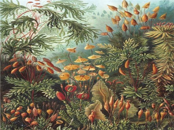 Botanic Design Wallpaper by MywallpaperShop