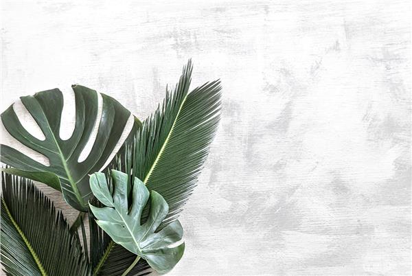 Big Tropical Leaves 3D Wallpaper by MywallpaperShop