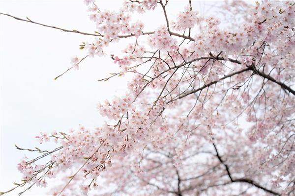 Flower Wallpaper by MywallpaperShop