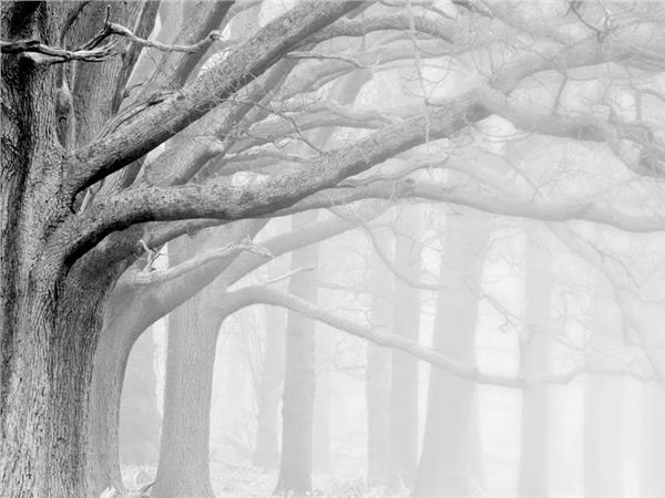 Foggy Forest 3D Wallpaper by MywallpaperShop