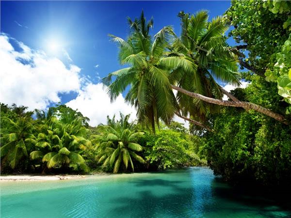 Turquoise Sea and Palm Trees Scenery Wallpaper by MywallpaperSho