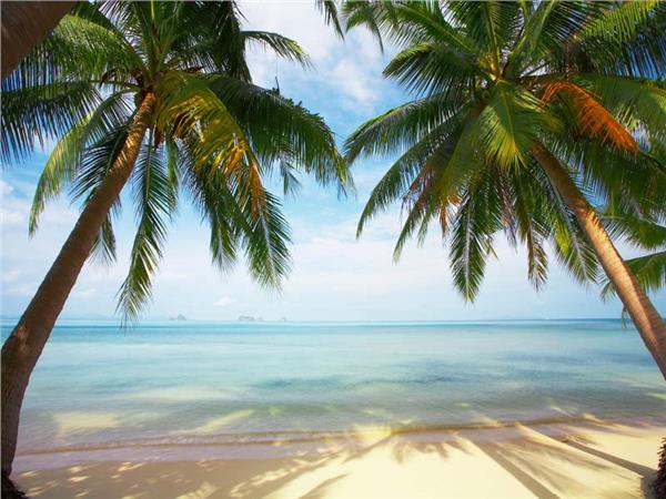 White Beach and Palm Trees Sea Scenery Wallpaper by MywallpaperSho