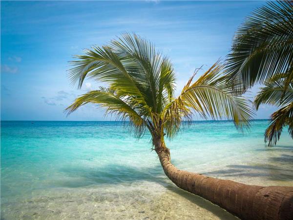 Turquoise Sea and Palm Trees Scenery Wallpaper by MywallpaperSho