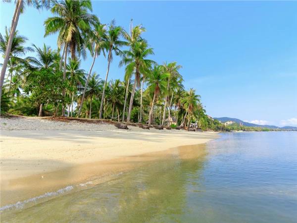 Palm Trees Coast Sea Scenery Wallpaper by MywallpaperSho