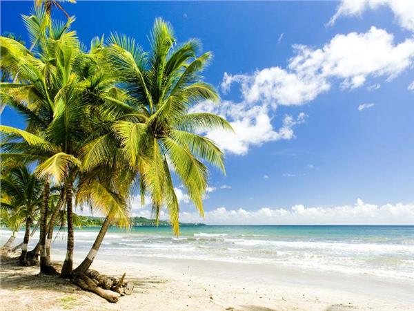 Palm Trees Coast Sea Scenery Wallpaper by MywallpaperSho