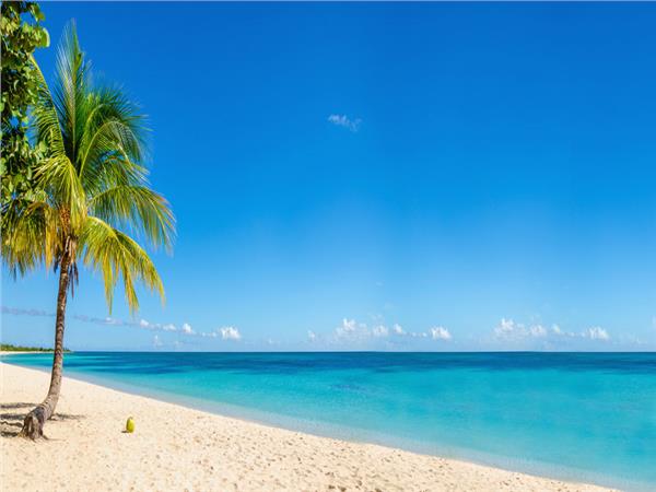 Turquoise Sea and Palm Trees Scenery Wallpaper by MywallpaperSho