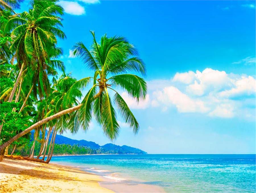 Palm Trees Coast Sea Scenery Wallpaper by MywallpaperSho