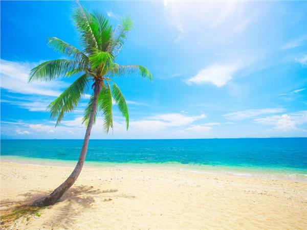 Palm Trees Coast Sea Scenery Wallpaper by MywallpaperSho