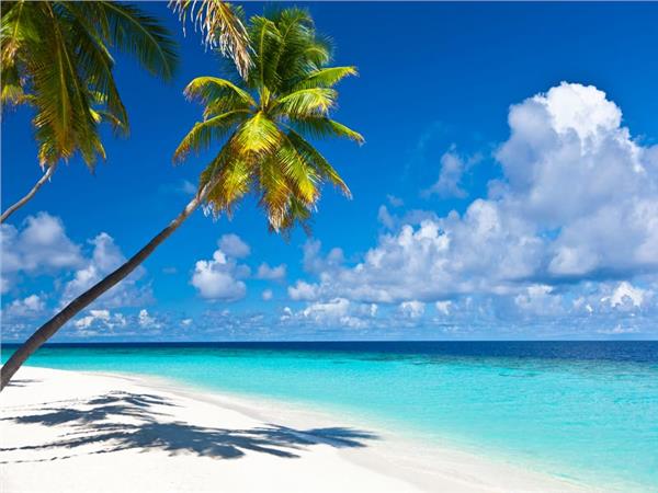 Palm Trees Coast Sea Scenery Wallpaper by MywallpaperSho