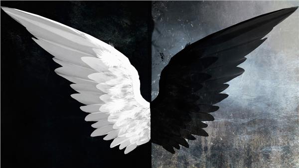 Black White Wings Wallpaper by MywallpaperShop