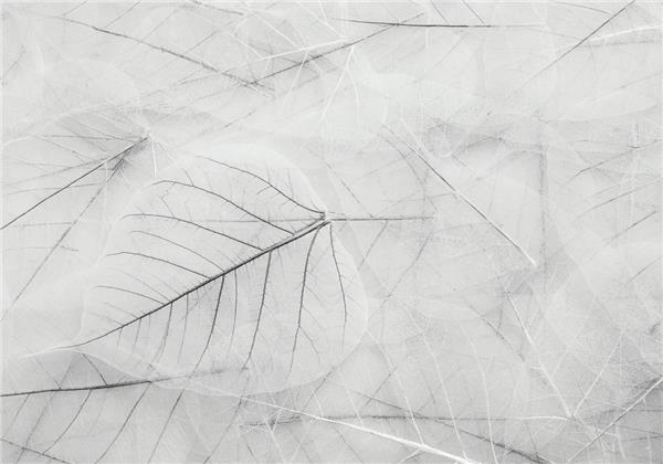 White Leaf Design Wallpaper by MywallpaperShop