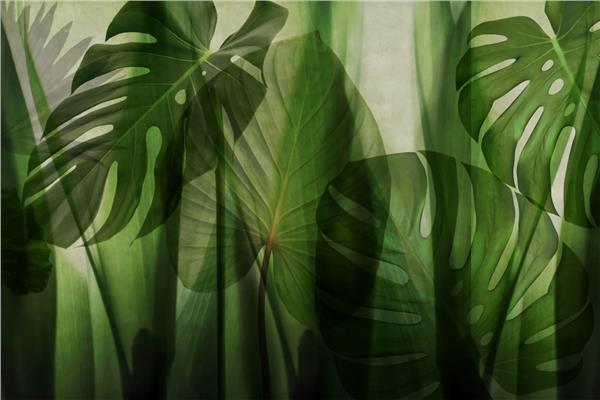 Big Palm Tree Leaves Wallpaper by MywallpaperShop