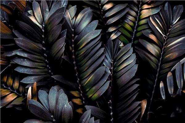 Big Palm Tree Leaves Wallpaper by MywallpaperShop