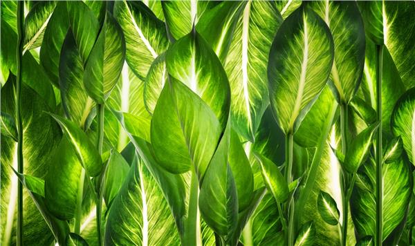 Leaf Design Big Green Leaflar Wallpaper by MywallpaperShop