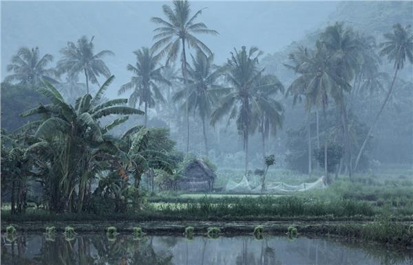 Palm Tree Treelari Wallpaper by MywallpaperShop