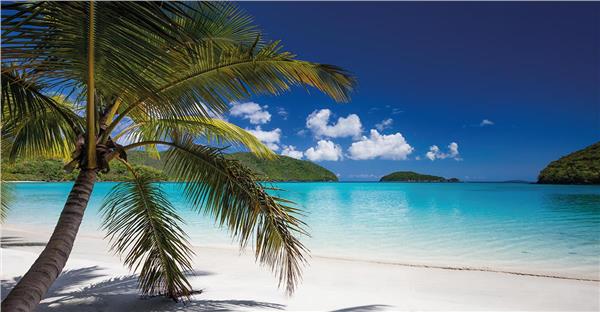 Denize Uzanan Palm Tree Treei Sea Scenery Wallpaper by MywallpaperShop