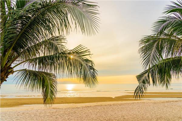 Denize Uzanan Palm Tree Treelari and Beach 3D Wallpaper by MywallpaperShop