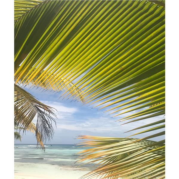 Denize Uzanan Palm Tree Leaflari Wallpaper by MywallpaperShop