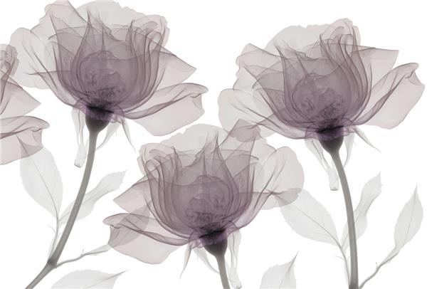 En Beautiful Flower Wallpaper by MywallpaperShop