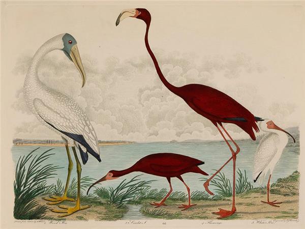 Flamingo Design Wallpaper by MywallpaperShop