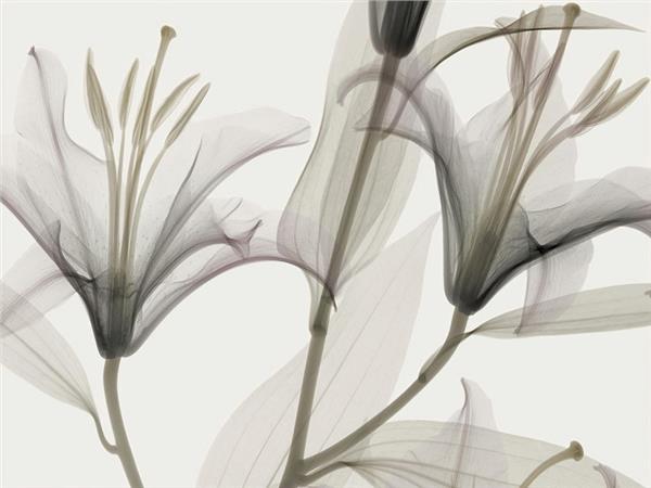 Floral Custom Design Wallpaper by MywallpaperShop