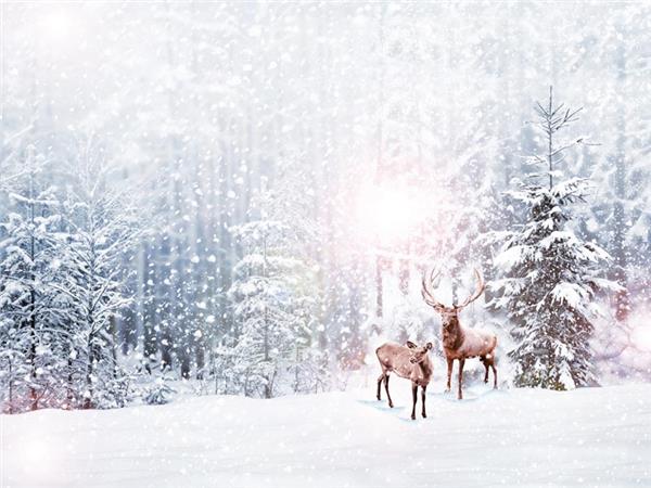 Snow Forest and Deerler Doga Wallpaper by MywallpaperShop