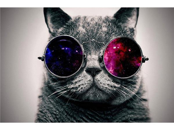 Gozluklu Cat Wallpaper by MywallpaperShop