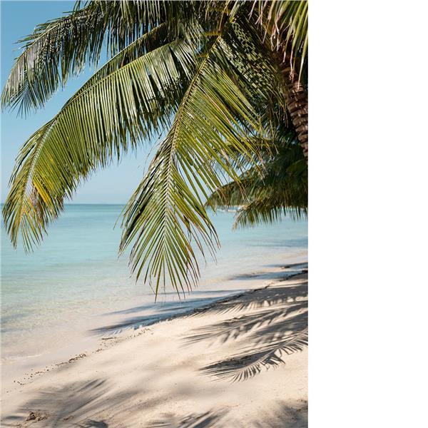 Kumsala Uzanan Palm Tree Treelari Wallpaper by MywallpaperShop