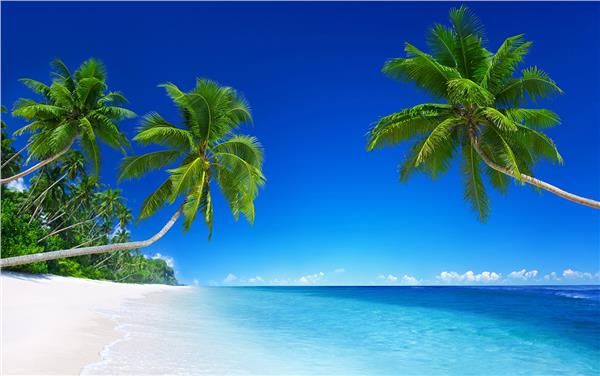 Denize Uzanan Palm Tree Treelari Wallpaper by MywallpaperShop
