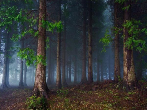 Foggy Forest Nature Scenery Wallpaper by MywallpaperShop
