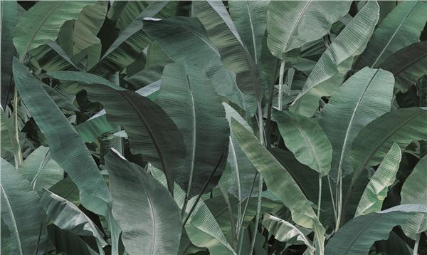 Tropical Big Leaflar 3D Wallpaper by MywallpaperShop