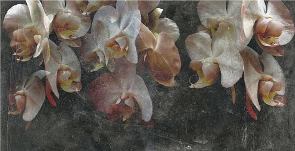 Orkide Cicegi Wallpaper by MywallpaperShop