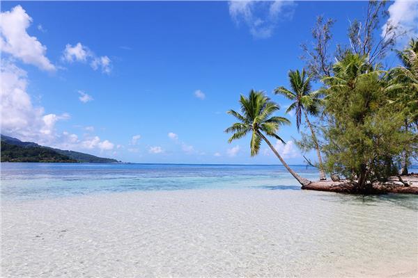 Palm Tree Treelari Sea Scenery Wallpaper by MywallpaperShop