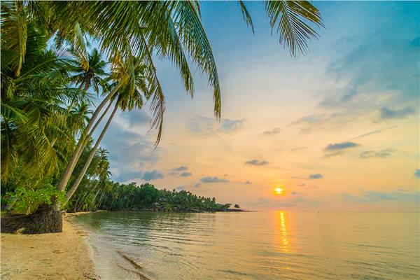 Palm Tree Beach Sun Sunset Sea Scenery Wallpaper by MywallpaperShop