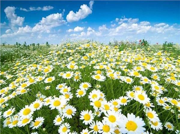 Papatya Gokyuzu and White Papatyalar Wallpaper by MywallpaperShop