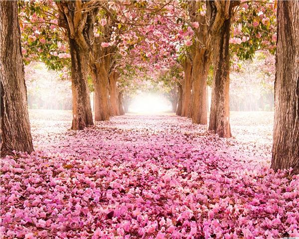 Pink Flower Yol Wallpaper by MywallpaperShop