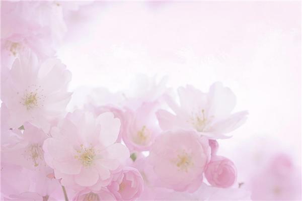 Pink Flowers Wallpaper by MywallpaperShop
