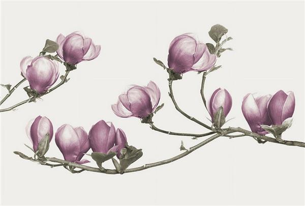 Pink Flower Wallpaper by MywallpaperShop