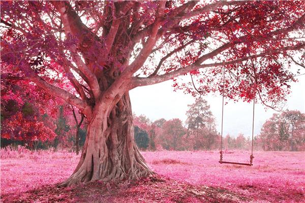 Pink Leaves Tree Wallpaper by MywallpaperShop
