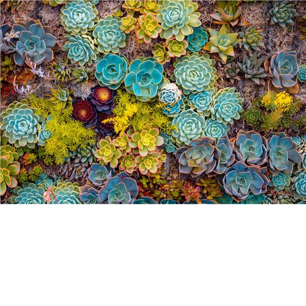 Colorful Flowers Design Wallpaper by MywallpaperShop