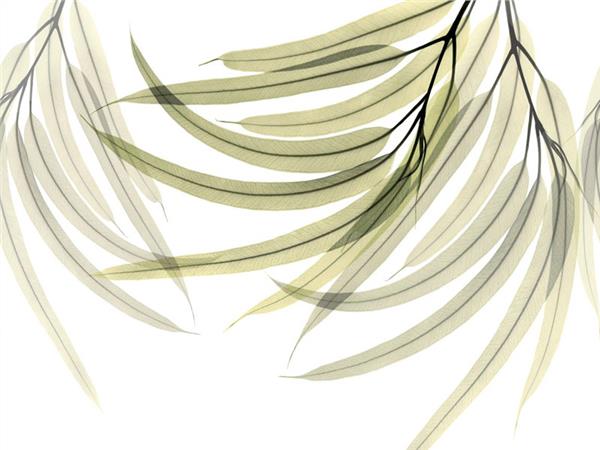 Sarkit Leaflar Design Wallpaper by MywallpaperShop