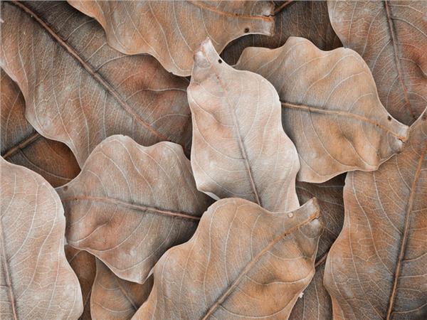 Autumn Genis Leaf Wallpaper by MywallpaperShop